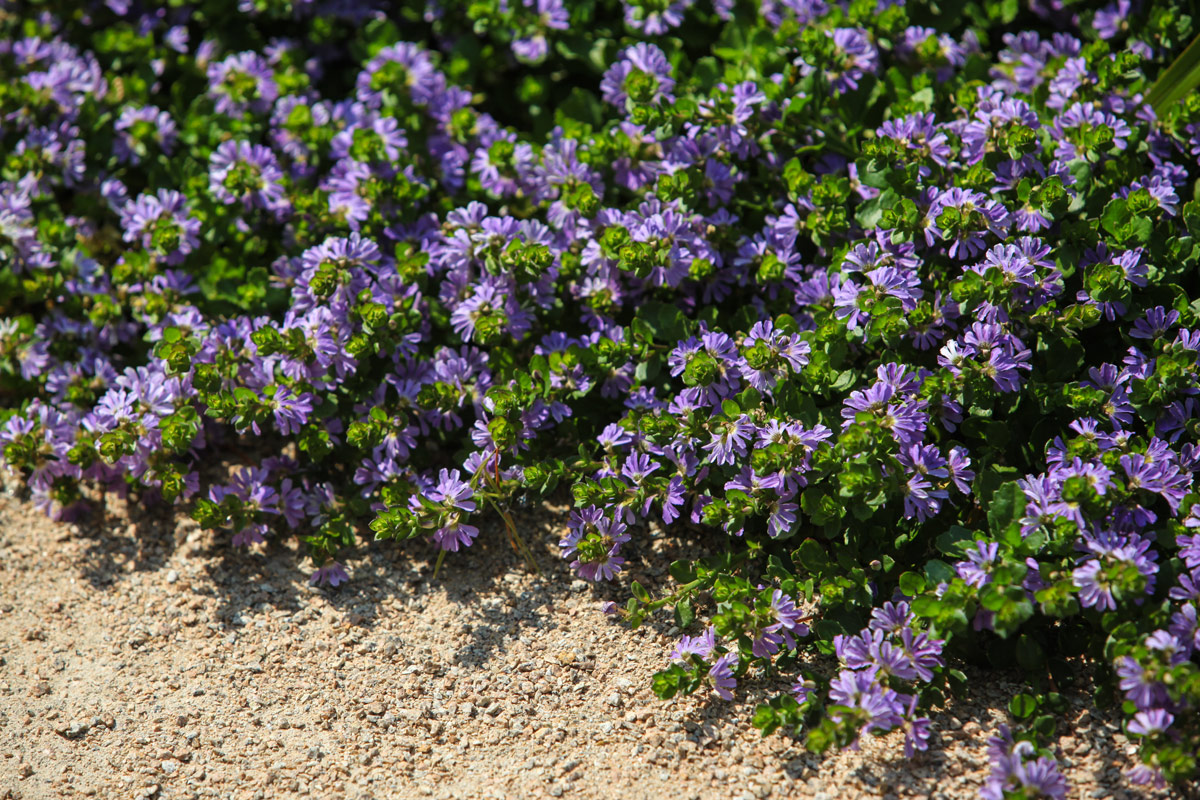 beach shack coastal garden - Ocean Road Landscaping in Geelong & Surf Coast