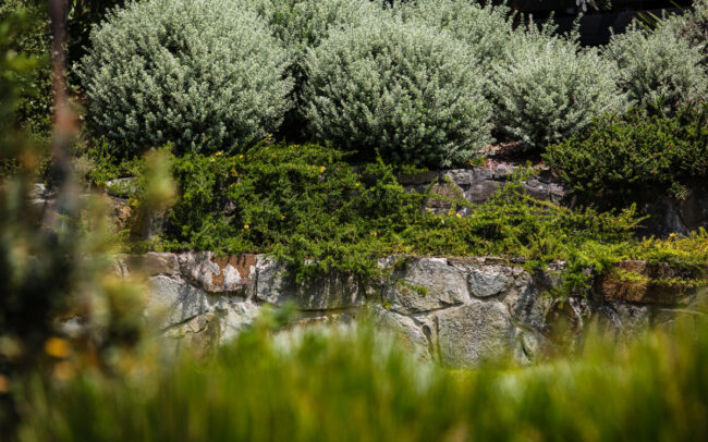 Native Landscape garden Lorne