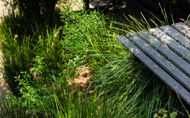 Native Landscape garden Lorne