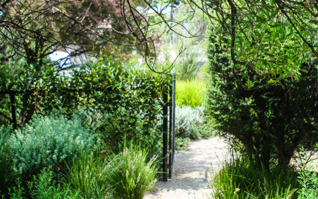 Native Landscape garden Lorne